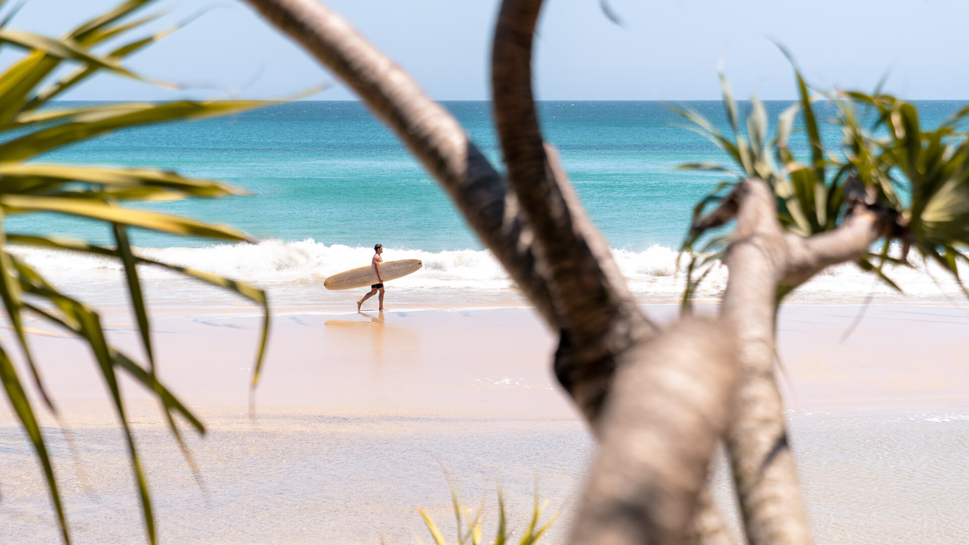 A shot though a palm tree of a man with a surfboard walking along the ocean beach in Broadbeach.
